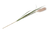 Henders and Hazel - COCOmaison - Pampus Grass kunstbloem H120cm
