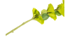 Henders & Hazel - COCOmaison - Molucella Spray H105cm Kunstblume