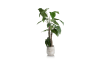 Henders & Hazel - COCOmaison - Alocasia Giant Tree H180cm Kunstpflanze