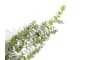 Henders & Hazel - COCOmaison - Eucalyptus Hanging Vine H120cm fleur