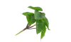 Henders & Hazel - COCOmaison - Anthurium Mini Bush H13cm Kunstblume