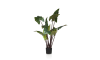 Henders & Hazel - COCOmaison - Colocasia H130cm