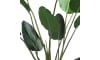 XOOON - COCOmaison - Strelitzia Nicolai H150cm