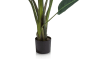 XOOON - COCOmaison - Strelitzia Nicolai H150cm