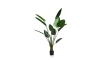 XOOON - COCOmaison - Strelitzia Nicolai H150cm