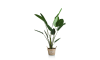 XOOON - COCOmaison - Strelitzia Nicolai H150cm