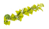 Henders & Hazel - COCOmaison - Molucella Spray H105cm Kunstblume