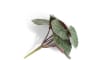 Henders & Hazel - COCOmaison - Saxifrage Mini Bush H13cm Kunstblume
