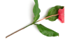Henders & Hazel - COCOmaison - Medinilla Spray Kunstblume H110cm