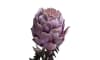 XOOON - COCOmaison - Protea Spray H63cm