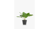 Henders and Hazel - COCOmaison - Calathea Orbifolia H45cm kunstplant