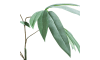 Henders & Hazel - COCOmaison - Eucalyptus branch H95cm