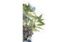 Henders & Hazel - COCOmaison - Eucalyptus branch H95cm
