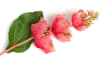 Henders & Hazel - COCOmaison - Medinilla Spray Kunstblume H110cm