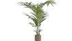 COCOmaison - Coco Maison - Modern - Kentia palm plant H210cm
