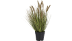 COCO maison - Coco Maison - Authentique - Pennisetum grass plant H58cm