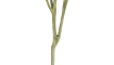 COCOmaison - Coco Maison - Rustikal - Eucalypthus Tree plant H195cm
