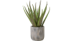 COCOmaison - Coco Maison - Rustikal - Aloe plant H50cm