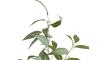 COCOmaison - Coco Maison - Rustikal - Eucalypthus Tree plant H195cm