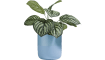 COCOmaison - Coco Maison - Peperomia Bush fleur artificielle H30cm