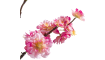 XOOON - Coco Maison - Cherry blossom spray H120cm