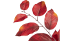 COCOmaison - Coco Maison - Landelijk - Salal Leaf kunstbloem H75cm
