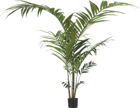 Kentia palm plant H210cm