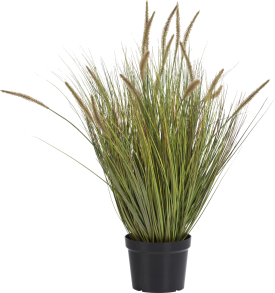 Pennisetum grass plant H99cm