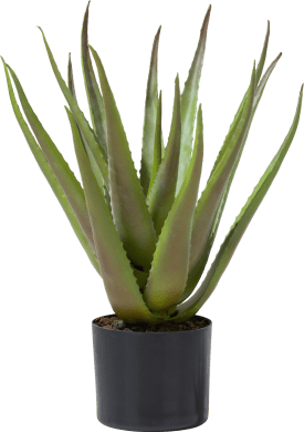 Aloe plant H50cm