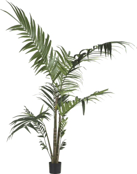 Kentia palm H180cm