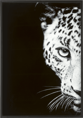 Cheetah photo print 70x100cm