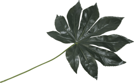 Fatsia Leaf artificial flower H55cm