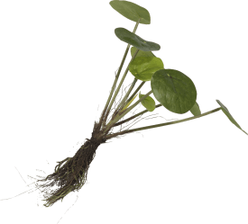 Pilea Bush Kunstpflanze H24cm