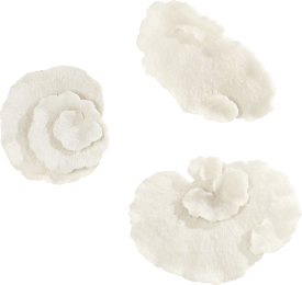 Coral set of 3 wall deco