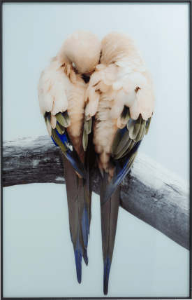 Lovebirds photo print 140x90cm