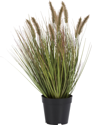 Pennisetum grass plant H58cm