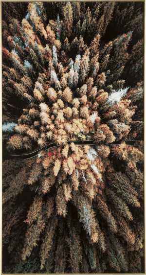 Pine Woods photo print 80x150cm