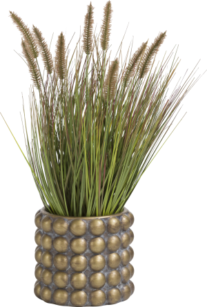 Pennisetum grass plant H58cm