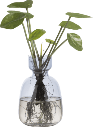Pilea Bush plante artificielle H24cm