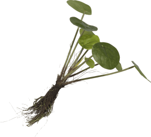 Pilea Bush plante artificielle H24cm