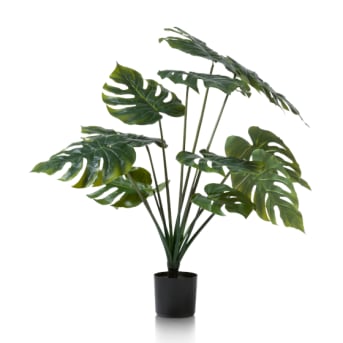 Plenty of plants