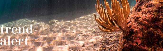 Cosy Coral
